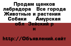 Продам щенков лабрадора - Все города Животные и растения » Собаки   . Амурская обл.,Зейский р-н